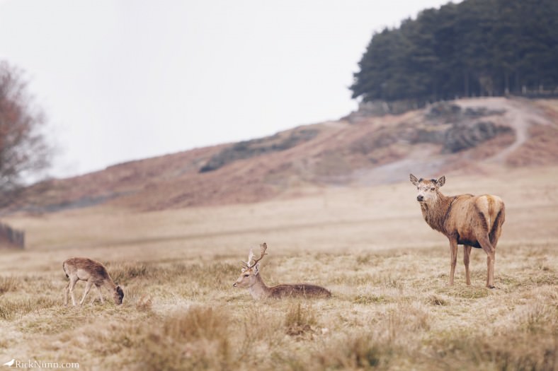 Fawn-Buck-Stag